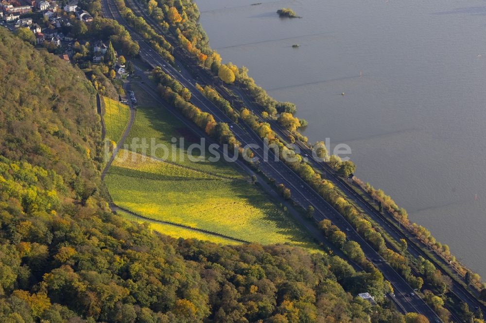 Königswinter aus der Vogelperspektive: Ruine der Burg Drachenfels im herbstlich gefärbten Wald am Rheinufer in Königswinter im Bundesland Nordrhein-Westfalen