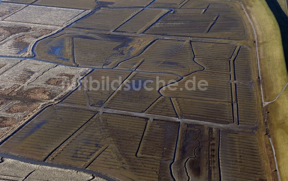 Luftaufnahme Friedrichskoog - Salzwiesen im Nationalpark Wattenmeer in Friedrichskoog im Bundesland Schleswig-Holstein