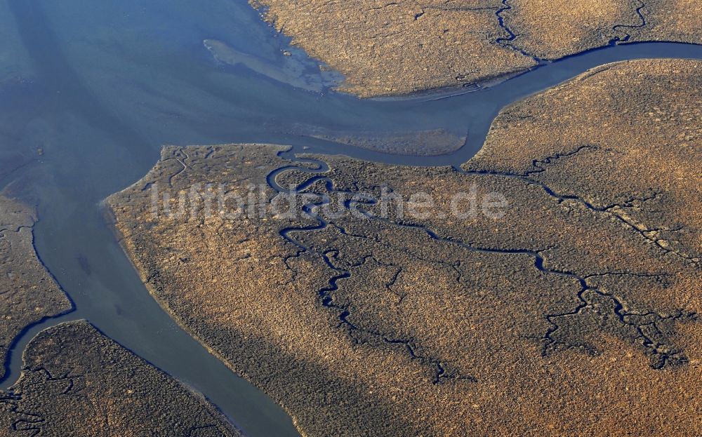 Friedrichskoog aus der Vogelperspektive: Salzwiesen im Nationalpark Wattenmeer in Friedrichskoog im Bundesland Schleswig-Holstein