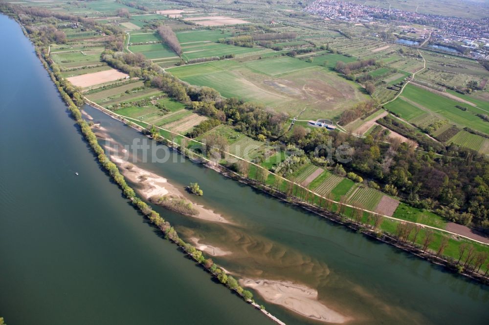 Ingelheim am Rhein von oben - Sandbank im Rhein in Ingelheim am Rhein im Bundesland Rheinland-Pfalz