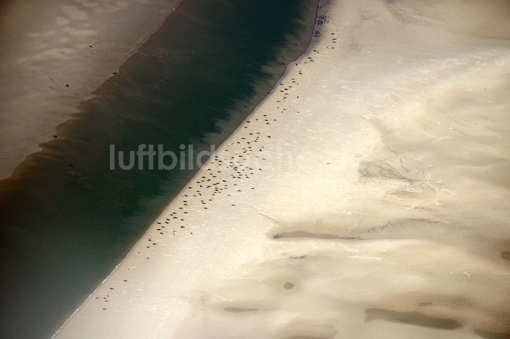 Pellworm von oben - Sandstrand- Landschaft mit Seehundbänken in Pellworm im Bundesland Schleswig-Holstein