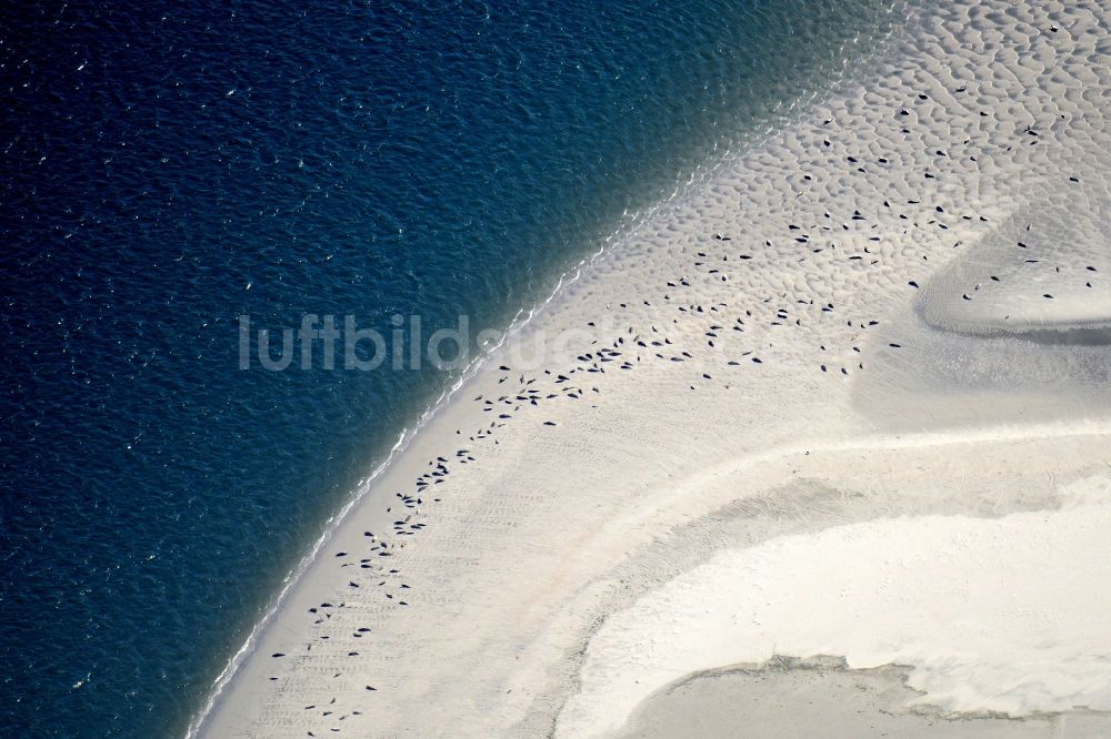 Pellworm von oben - Sandstrand- Landschaft mit Seehundbänken in Pellworm im Bundesland Schleswig-Holstein