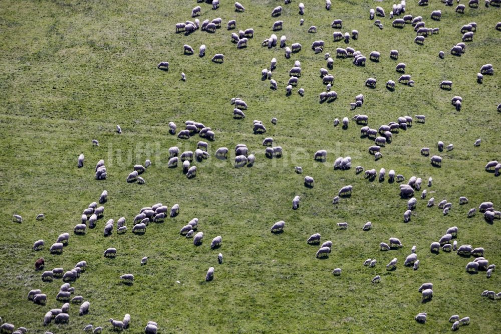 Werneuchen aus der Vogelperspektive: Schaf - Herde auf einer Wiese an der Landebahn des Flugplatzes in Werneuchen im Bundesland Brandenburg