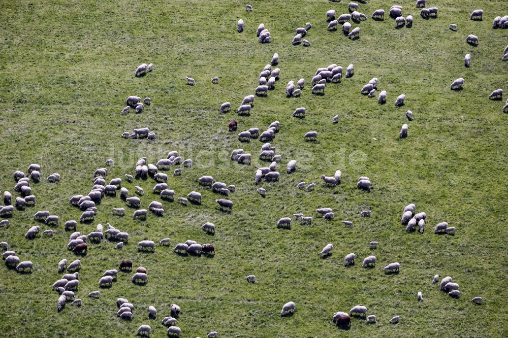 Luftbild Werneuchen - Schaf - Herde auf einer Wiese an der Landebahn des Flugplatzes in Werneuchen im Bundesland Brandenburg