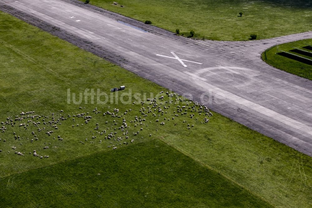 Luftaufnahme Werneuchen - Schaf - Herde auf einer Wiese an der Landebahn des Flugplatzes in Werneuchen im Bundesland Brandenburg