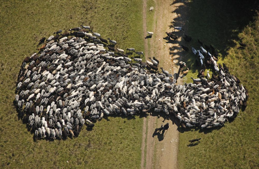 Hildfeld aus der Vogelperspektive: Schafherde mit Schäfern bei Hildfeld