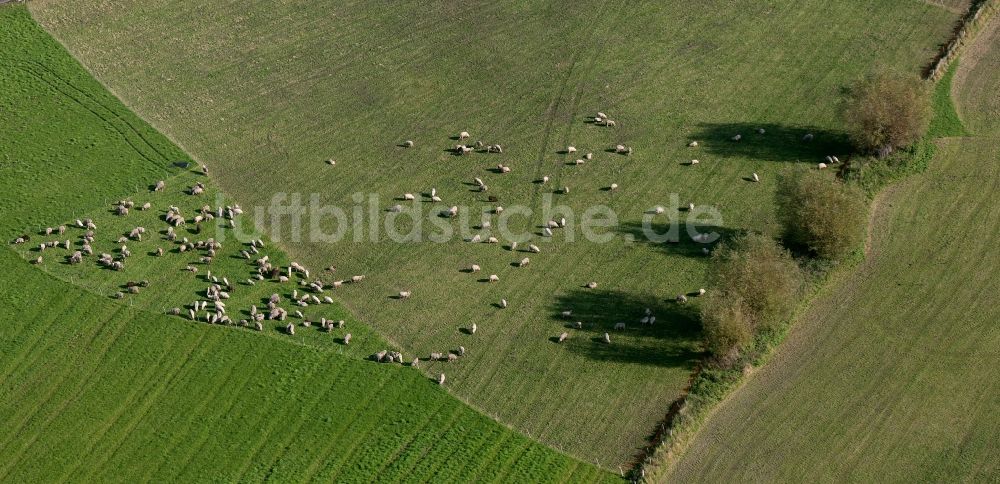 Luftaufnahme Hamm - Schafherde auf einer Weide in Hamm im Bundesland Nordrhein-Westfalen