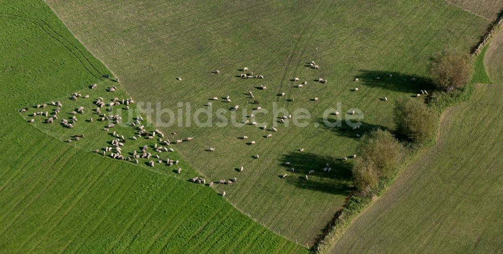 Hamm von oben - Schafherde auf einer Weide in Hamm im Bundesland Nordrhein-Westfalen