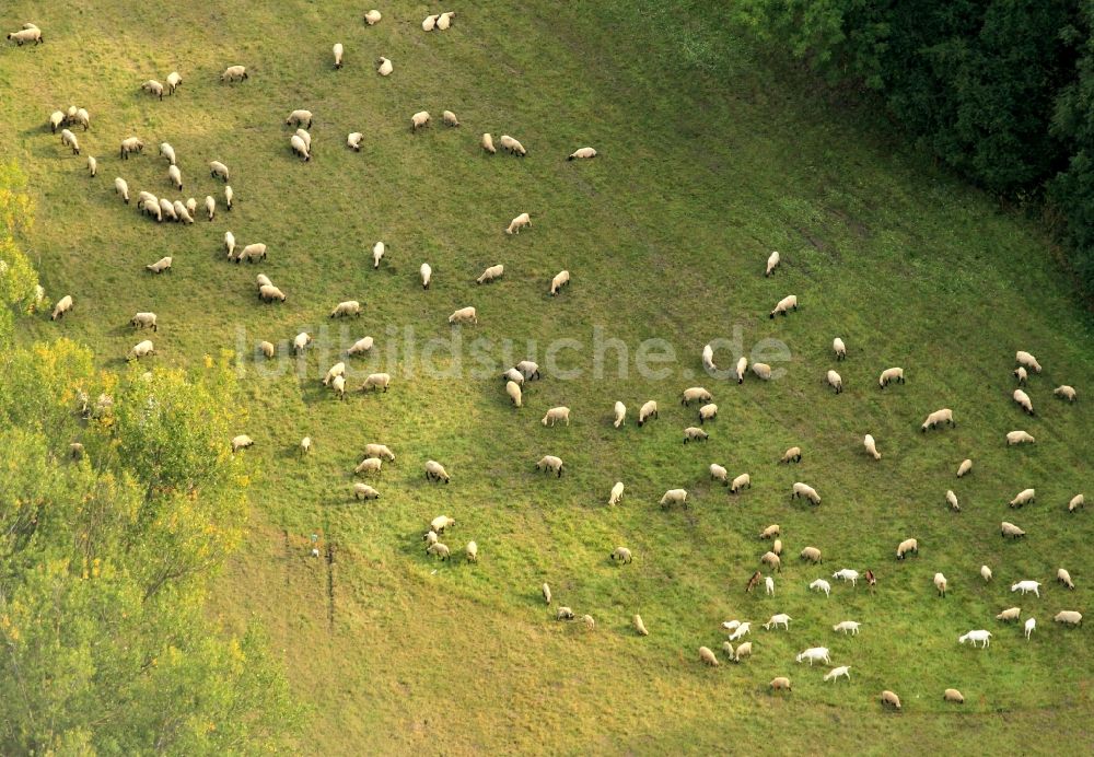 Luftbild Friemar - Schafherde auf einer Wiese bei Friemar in Thüringen