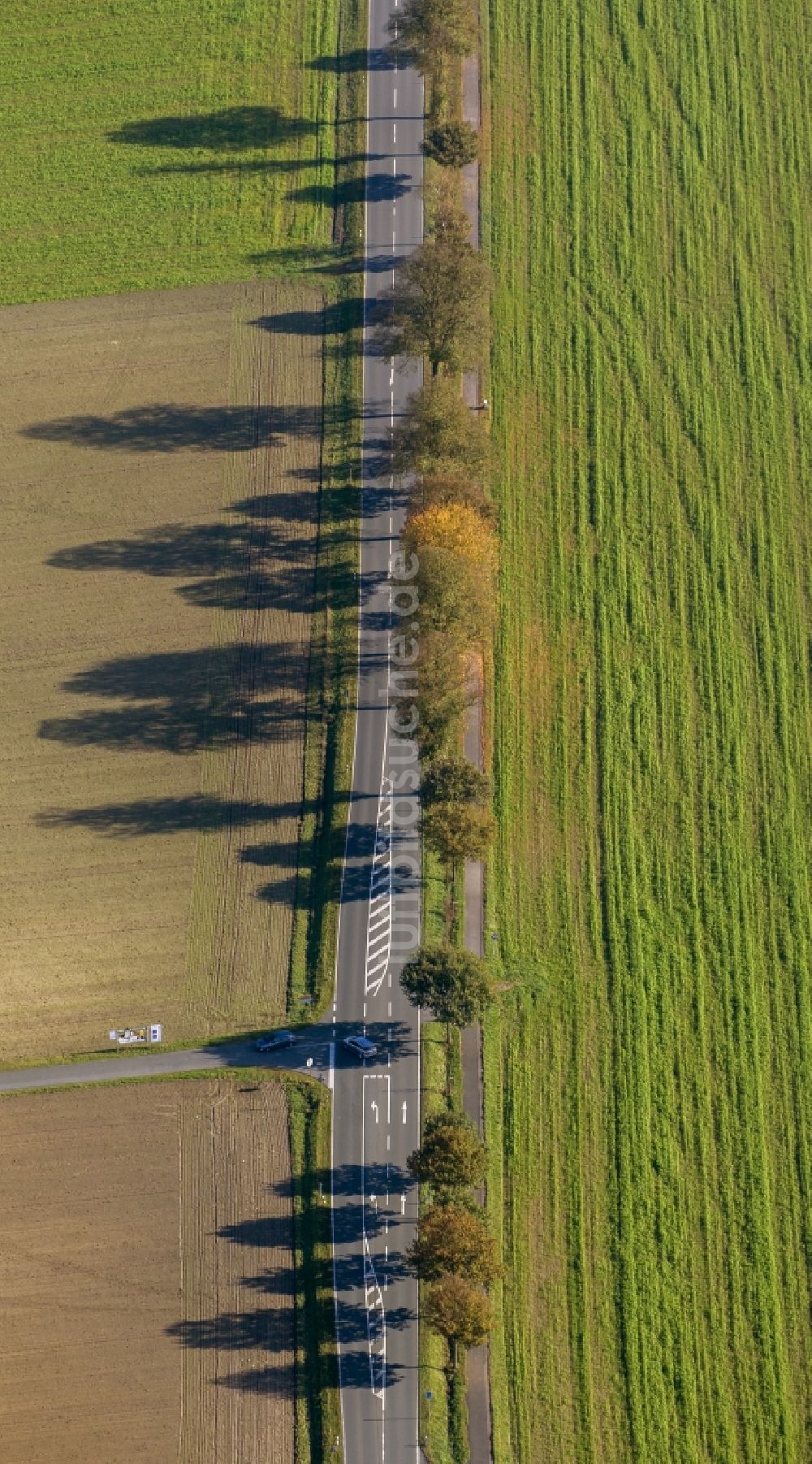 Luftaufnahme Haltern am See - Schatten - Landschaft von Baumreihen an einer Landstraße / Allee in Haltern im Bundesland Nordrhein-Westfalen NRW