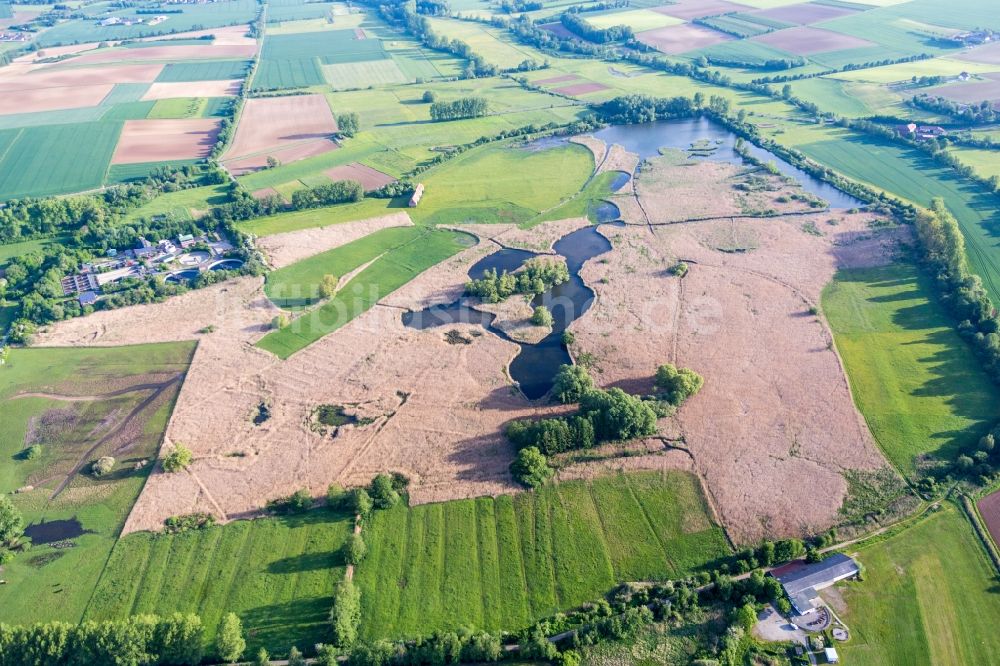 Reinheim von oben - Schilf im Naturschutzgebiet Rheinheimer Teich in Reinheim im Bundesland Hessen, Deutschland