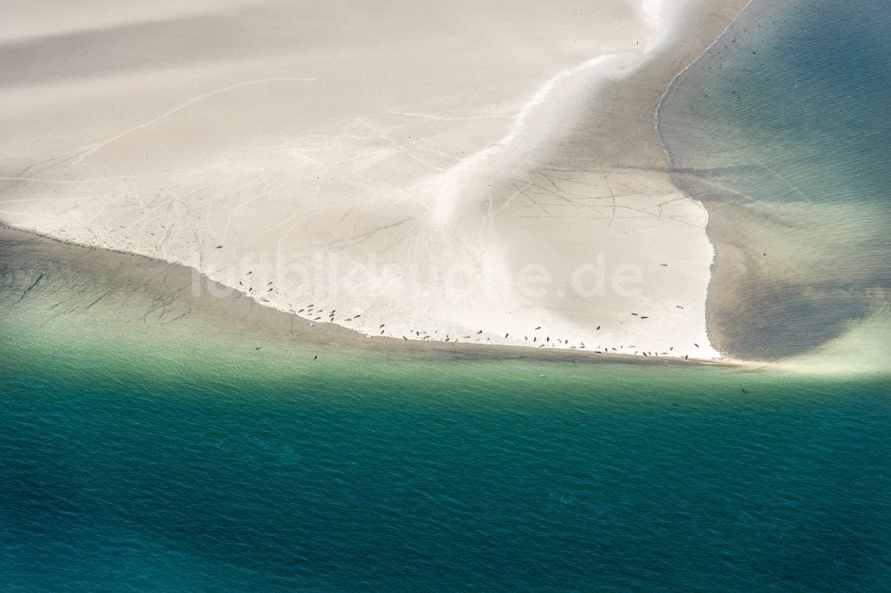 Westerhever aus der Vogelperspektive: Seehunde auf einer Sandbank- Landfläche in der Meeres- Wasseroberfläche Nordsee in Westerhever im Bundesland Schleswig-Holstein