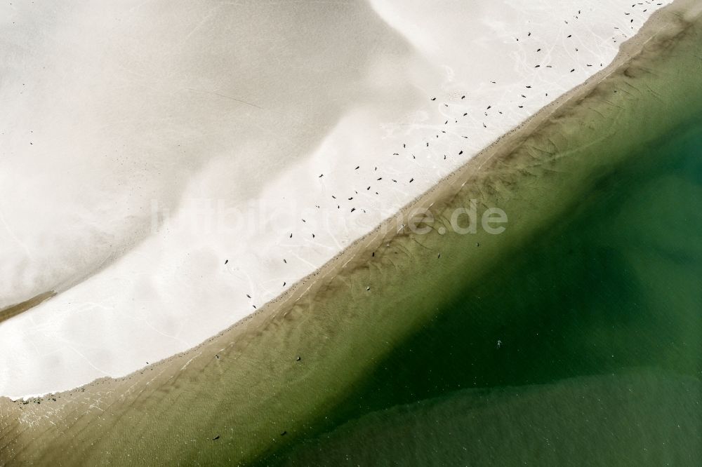 Luftbild Westerhever - Seehunde auf einer Sandbank- Landfläche in der Meeres- Wasseroberfläche Nordsee in Westerhever im Bundesland Schleswig-Holstein