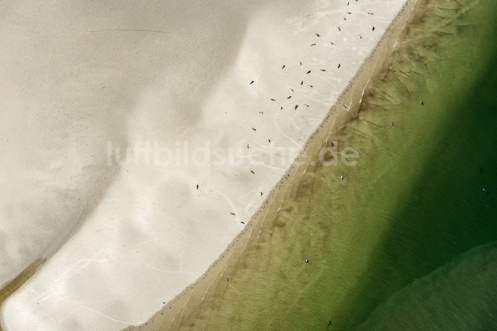 Luftaufnahme Westerhever - Seehunde auf einer Sandbank- Landfläche in der Meeres- Wasseroberfläche Nordsee in Westerhever im Bundesland Schleswig-Holstein