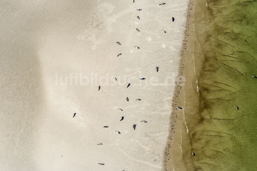 Westerhever von oben - Seehunde auf einer Sandbank- Landfläche in der Meeres- Wasseroberfläche Nordsee in Westerhever im Bundesland Schleswig-Holstein