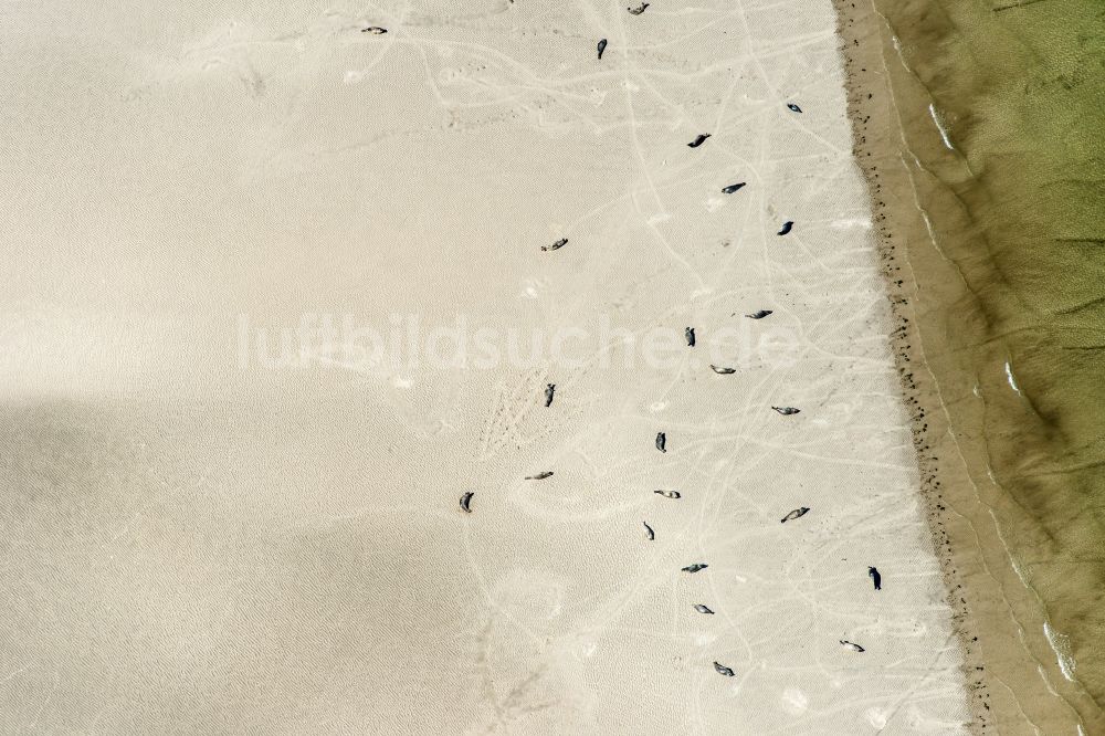 Westerhever aus der Vogelperspektive: Seehunde auf einer Sandbank- Landfläche in der Meeres- Wasseroberfläche Nordsee in Westerhever im Bundesland Schleswig-Holstein