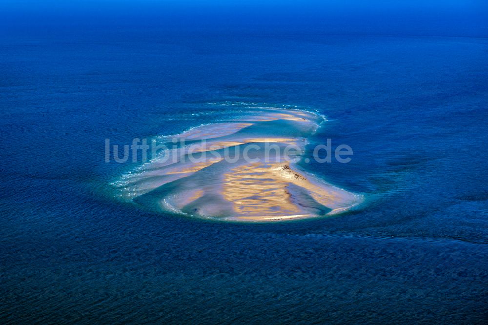 Luftaufnahme Sandbank vor Amrum Sylt - Seehunde,Kegelrobben auf einer Sandbank- Landfläche in der Meeres- Wasseroberfläche Nordsee vor der Insel Amrum im Bundesland Schleswig-Holstein