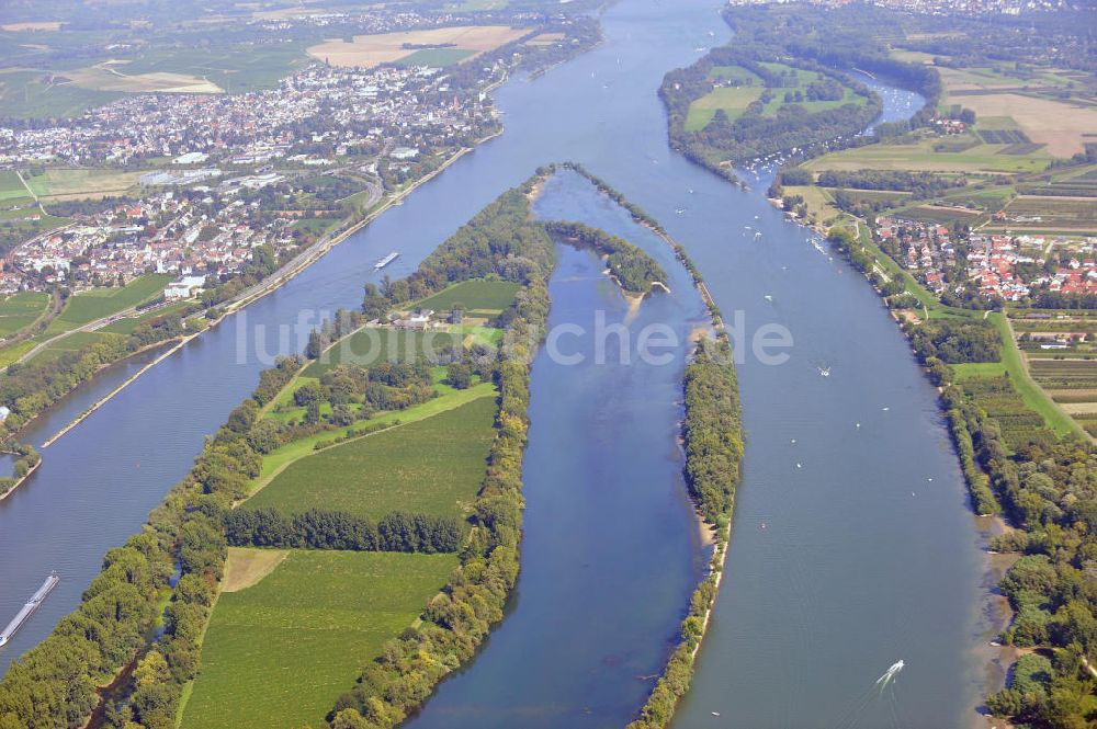 ELTVILLE AM RHEIN aus der Vogelperspektive: Segelschiffe und Sportboote auf dem Rhein an der Mariannenaue bei Eltville in Hessen