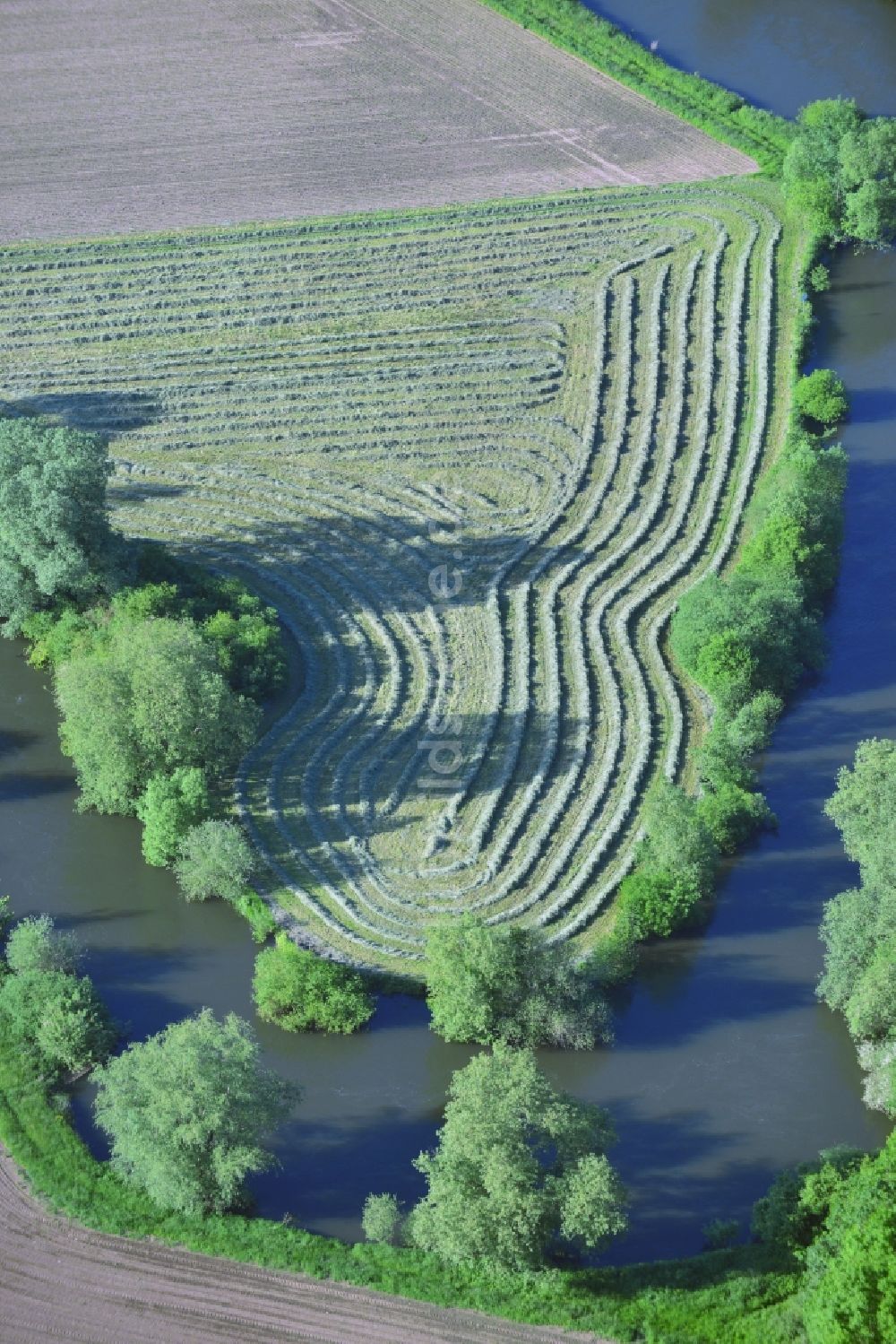 Volksen aus der Vogelperspektive: Sommerlich Gras - Reihen der Strohernte auf einem Feld bei Volksen am Ufer der Leine im Bundesland Niedersachsen