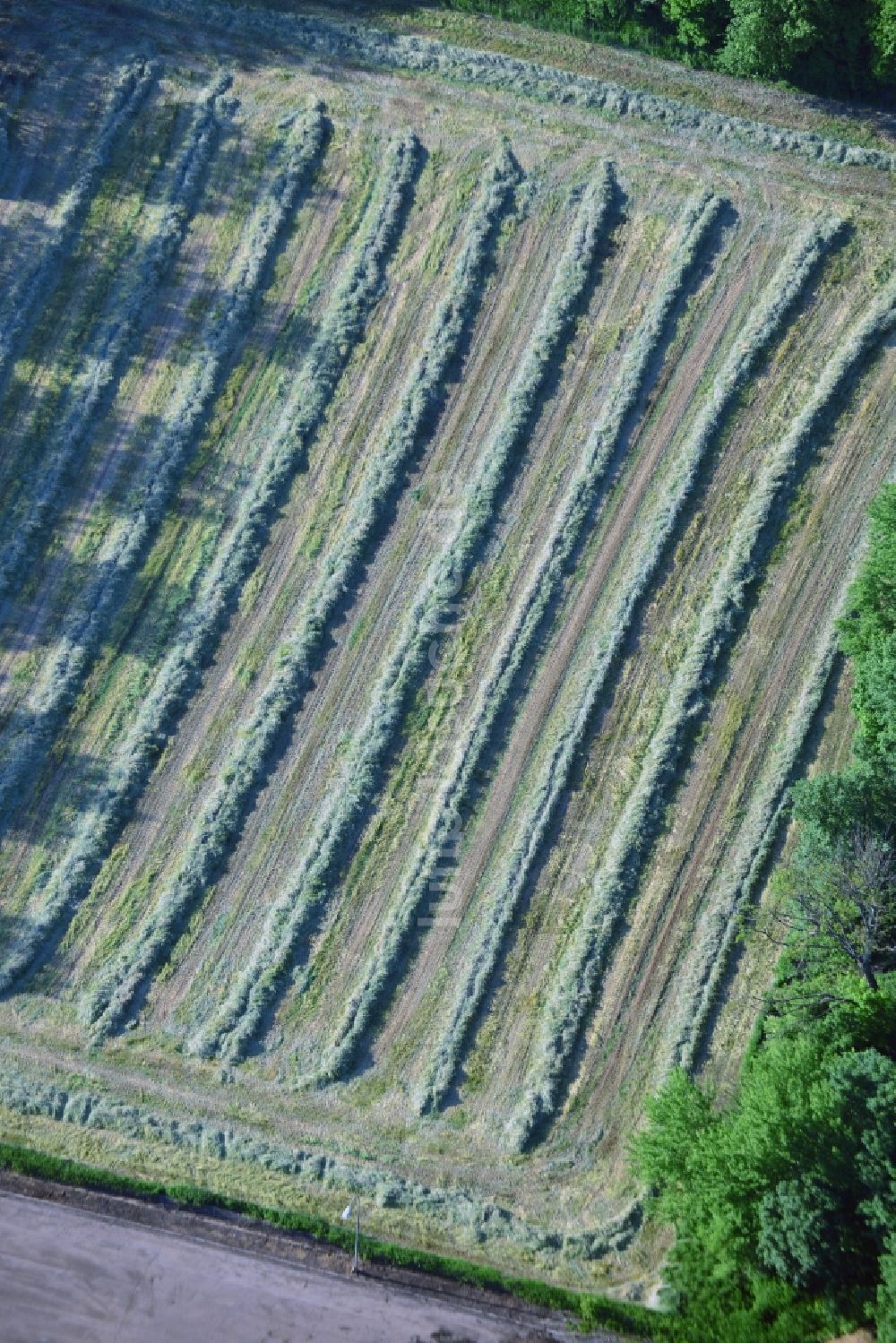 Volksen aus der Vogelperspektive: Sommerlich Gras - Reihen der Strohernte auf einem Feld bei Volksen am Ufer der Leine im Bundesland Niedersachsen