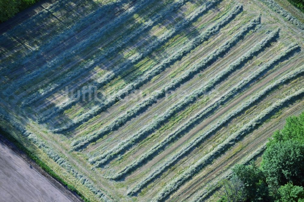 Luftbild Volksen - Sommerlich Gras - Reihen der Strohernte auf einem Feld bei Volksen am Ufer der Leine im Bundesland Niedersachsen