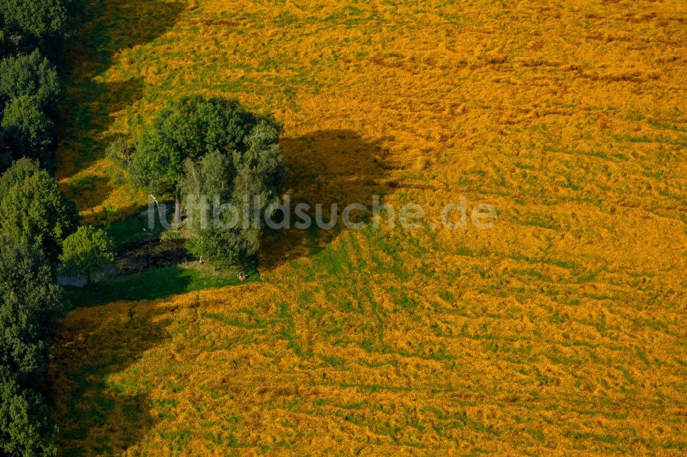 Bottrop aus der Vogelperspektive: Sonnenblumenfeld in Bottrop - Kirchhellen im Bundesland Nordrhein-Westfalen