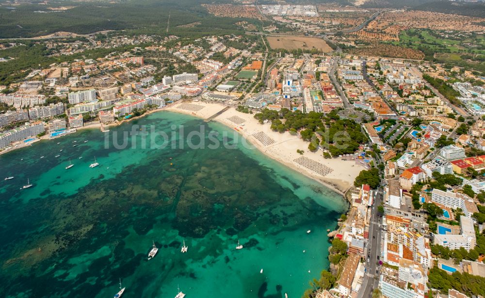 Calvia von oben - Sonnenschirm- Reihen am Sand- Strand im Küstenbereich Platja Gran de Tora in Calvia in Balearische Insel Mallorca, Spanien