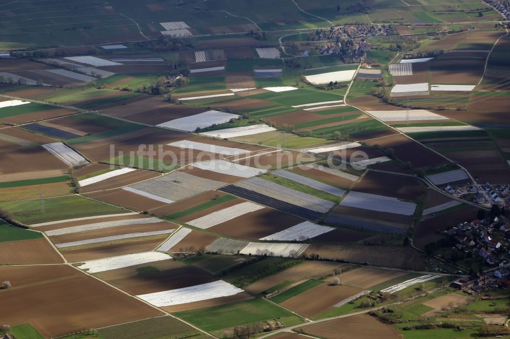 Bad Krozingen aus der Vogelperspektive: Spargel- Anbau auf Feld- Flächen in Bad Krozingen im Bundesland Baden-Württemberg