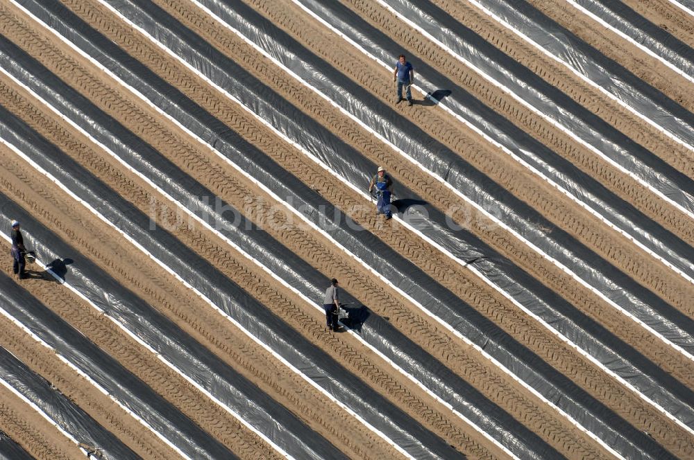 Groß Kreutz / Deetz von oben - Spargelfeld / asparagus field bei Groß Kreutz Deetz