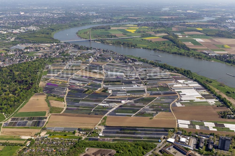 Düsseldorf von oben - Stadtansicht von Volmerswerth am Ufer des Rhein in Düsseldorf im Bundesland Nordrhein-Westfalen NRW