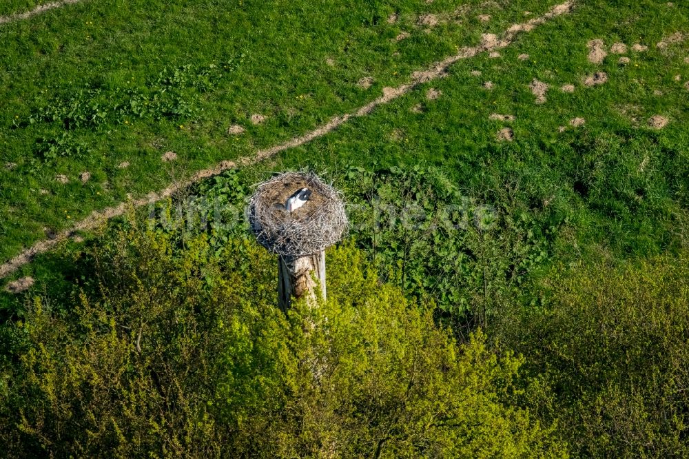 Luftbild Hamm - Storchennest und Storch in den Lippeauen in Hamm im Bundesland Nordrhein-Westfalen