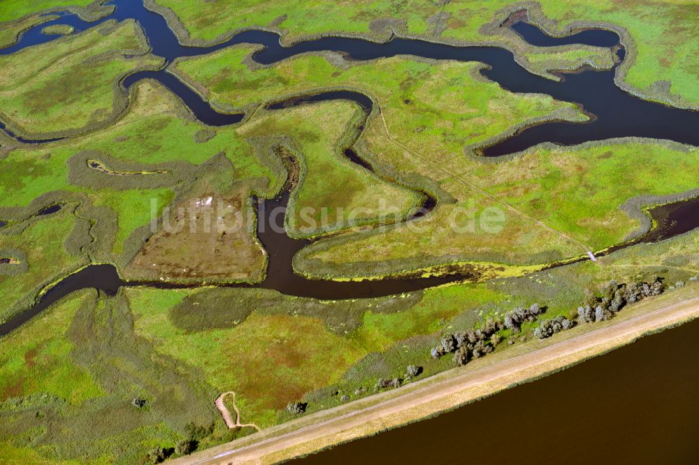 Luftbild Schwedt/Oder - Strukturen einer Auen und- Wiesen- Landschaft am Ufer des Flußverlaufes der Oder in Schwedt/Oder im Bundesland Brandenburg, Deutschland