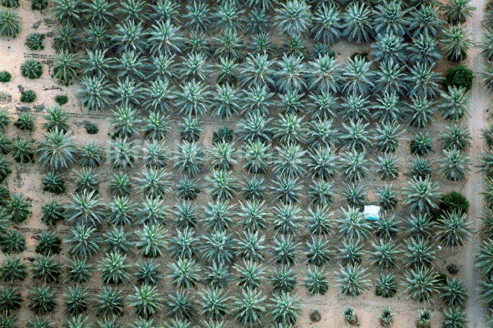 Dubai aus der Vogelperspektive: Strukturen auf Feldern einer Palmen- Baumschule in Dubai, Vereinigte Arabische Emirate