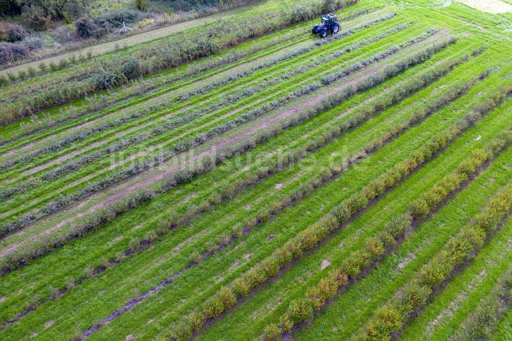 Ludwigslust aus der Vogelperspektive: Strukturen auf landwirtschaftlichen Feldern einer Beeren- Plantage in Ludwigslust im Bundesland Mecklenburg-Vorpommern, Deutschland