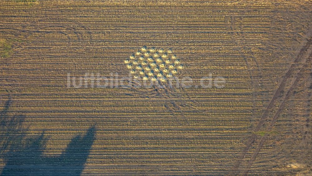 Luftaufnahme Dorsten - Strukturen auf landwirtschaftlichen Feldern in Dorsten im Bundesland Nordrhein-Westfalen, Deutschland