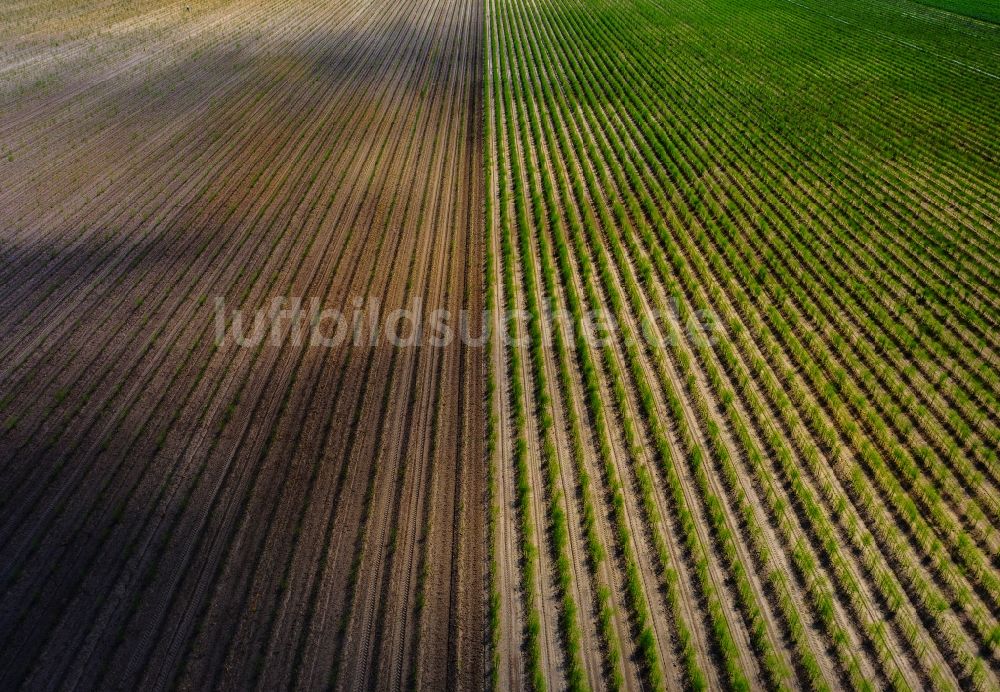 Luftbild Linum - Strukturen auf landwirtschaftlichen Feldern in Linum im Bundesland Brandenburg, Deutschland