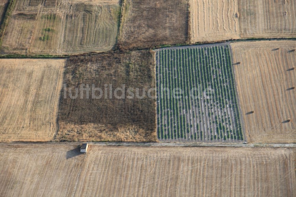 Manacor von oben - Strukturen auf landwirtschaftlichen Feldern nach der Ernte auf Mallorca bei Manacor auf der balearischen Mittelmeerinsel Mallorca, Spanien