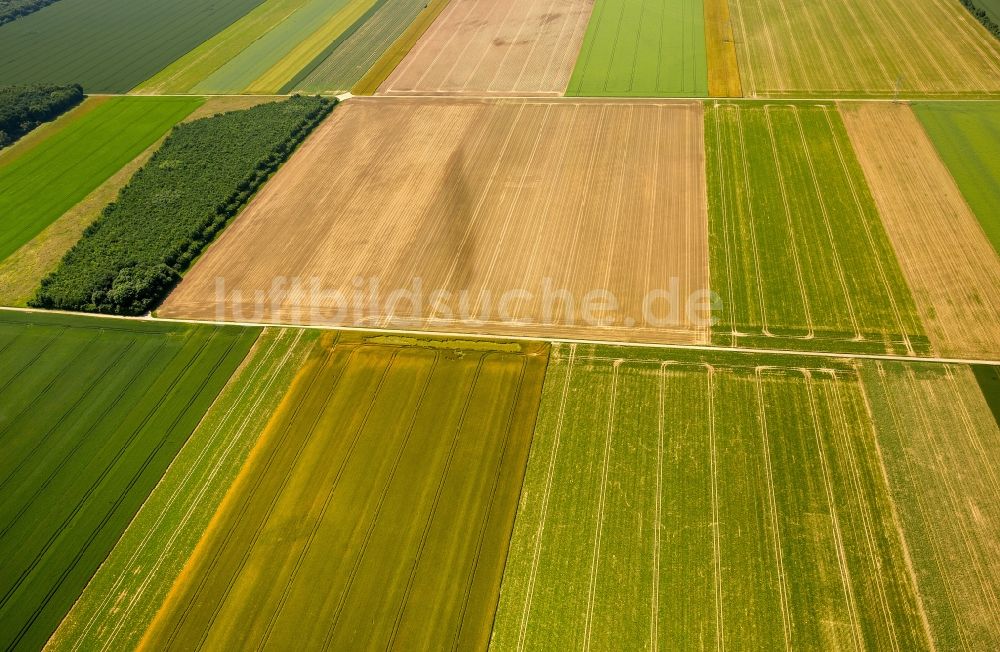 Zülpich aus der Vogelperspektive: Strukturen auf landwirtschaftlichen Feldern in Zülpich im Bundesland Nordrhein-Westfalen