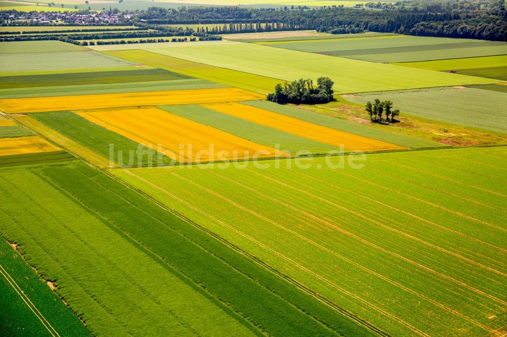 Zülpich von oben - Strukturen auf landwirtschaftlichen Feldern in Zülpich im Bundesland Nordrhein-Westfalen