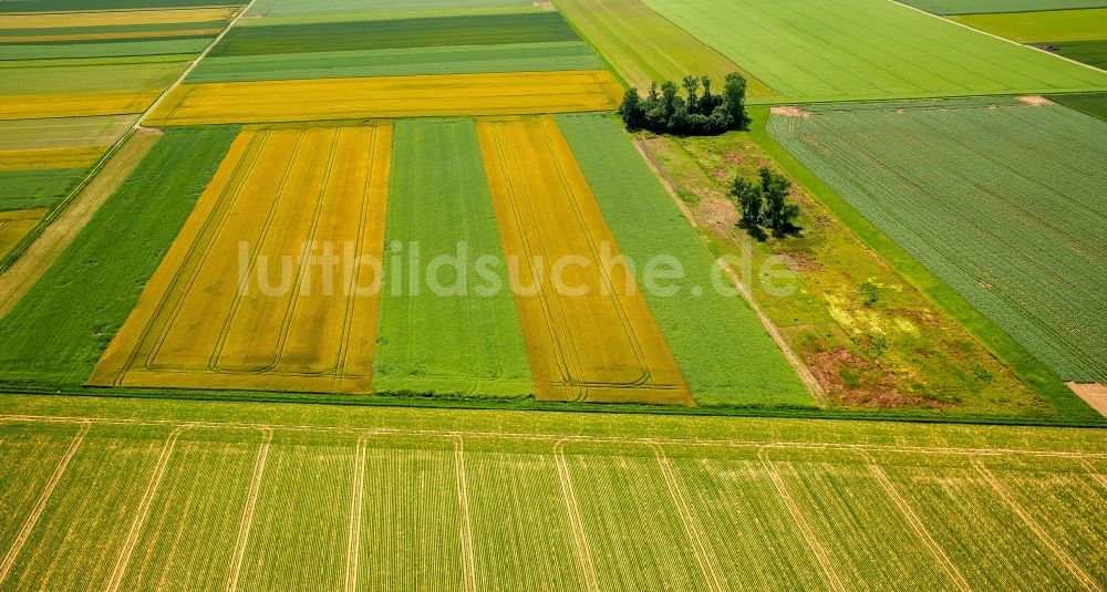 Luftbild Zülpich - Strukturen auf landwirtschaftlichen Feldern in Zülpich im Bundesland Nordrhein-Westfalen