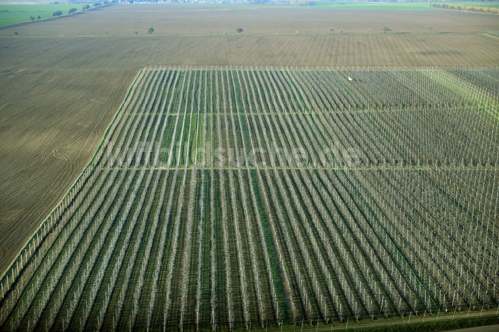 Lüttchendorf von oben - Strukturen auf landwirtschaftlichen Feldern zum Anbau von Hopfen in Lüttchendorf im Bundesland Sachsen-Anhalt, Deutschland