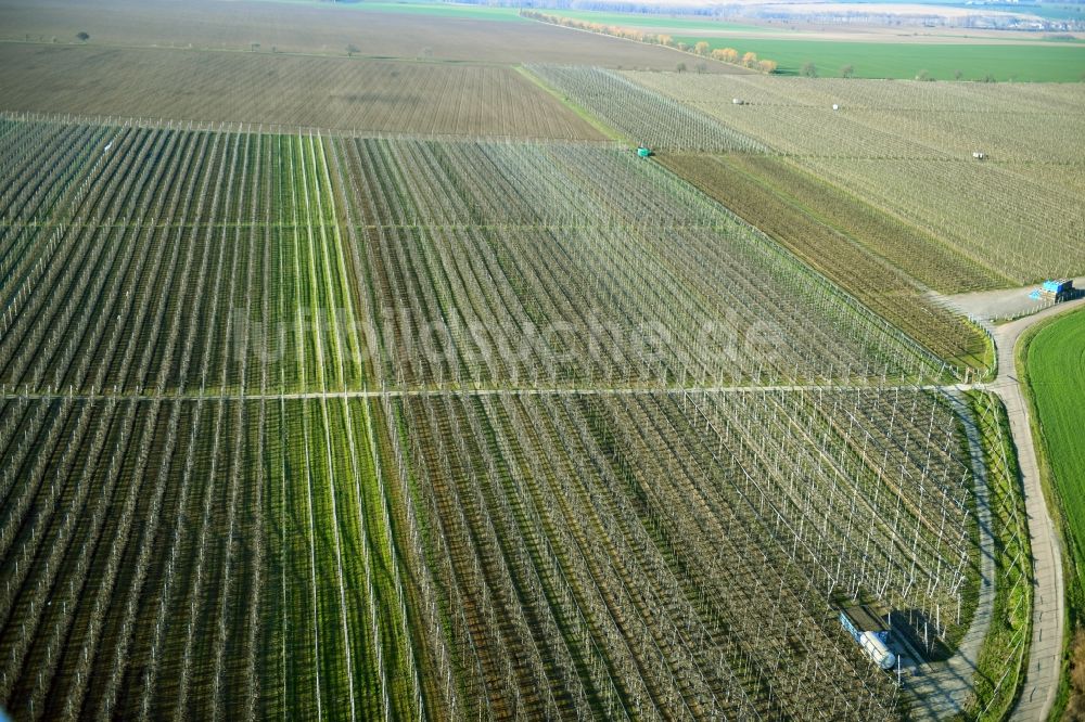 Luftaufnahme Lüttchendorf - Strukturen auf landwirtschaftlichen Feldern zum Anbau von Hopfen in Lüttchendorf im Bundesland Sachsen-Anhalt, Deutschland