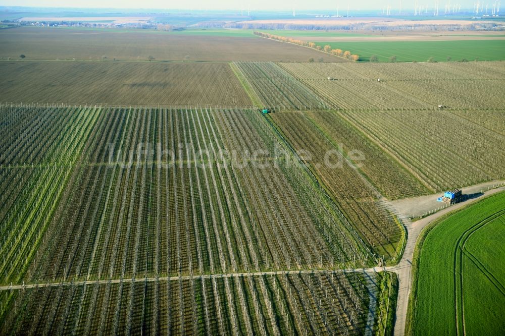 Lüttchendorf von oben - Strukturen auf landwirtschaftlichen Feldern zum Anbau von Hopfen in Lüttchendorf im Bundesland Sachsen-Anhalt, Deutschland