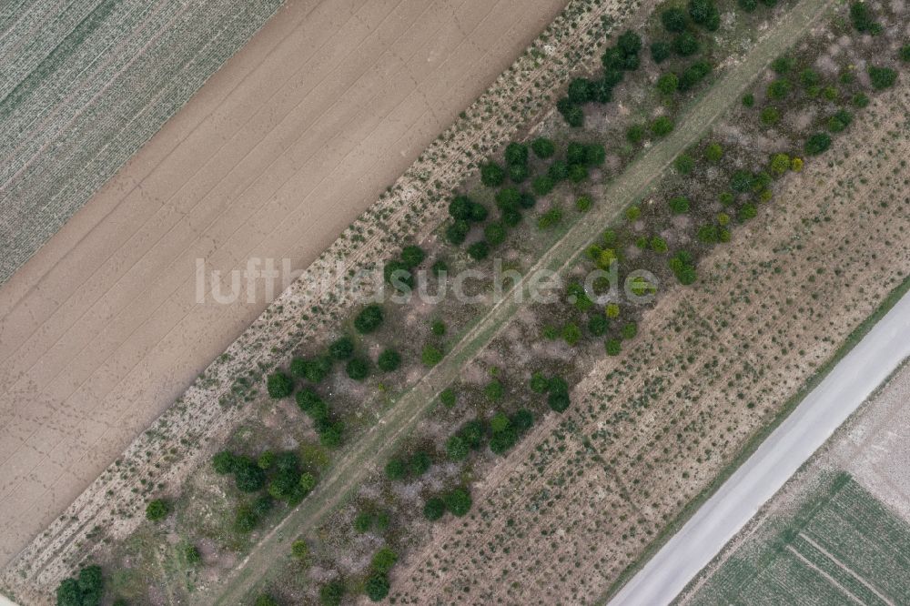 Bietigheim-Bissingen aus der Vogelperspektive: Tannenbaumplantage an einem Feldweg zwischen zwei Feldern in Bietigheim-Bissingen im Baden-Württemberg