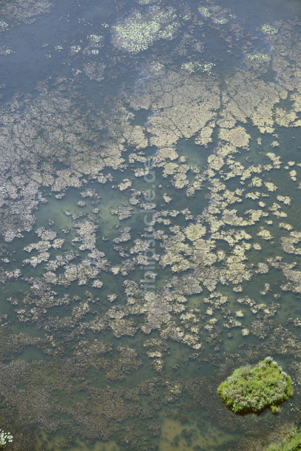 Lebus von oben - Teich in Lebus im Bundesland Brandenburg