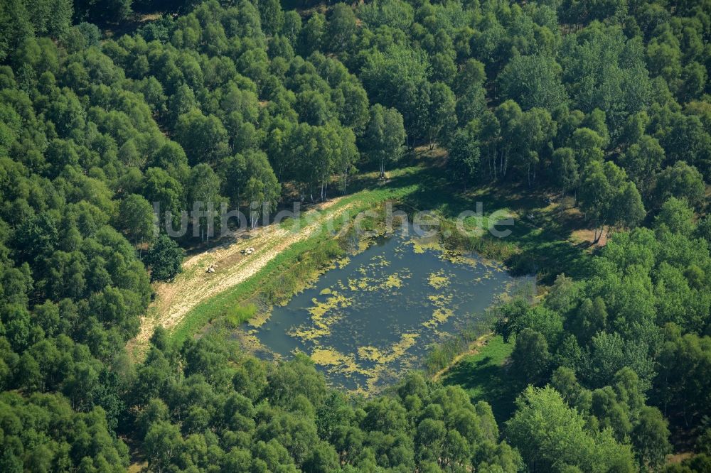 Heidehof-Golmberg von oben - Teich im Süden des Naturschutzgebietes Heidehof-Golmberg im Bundesland Brandenburg