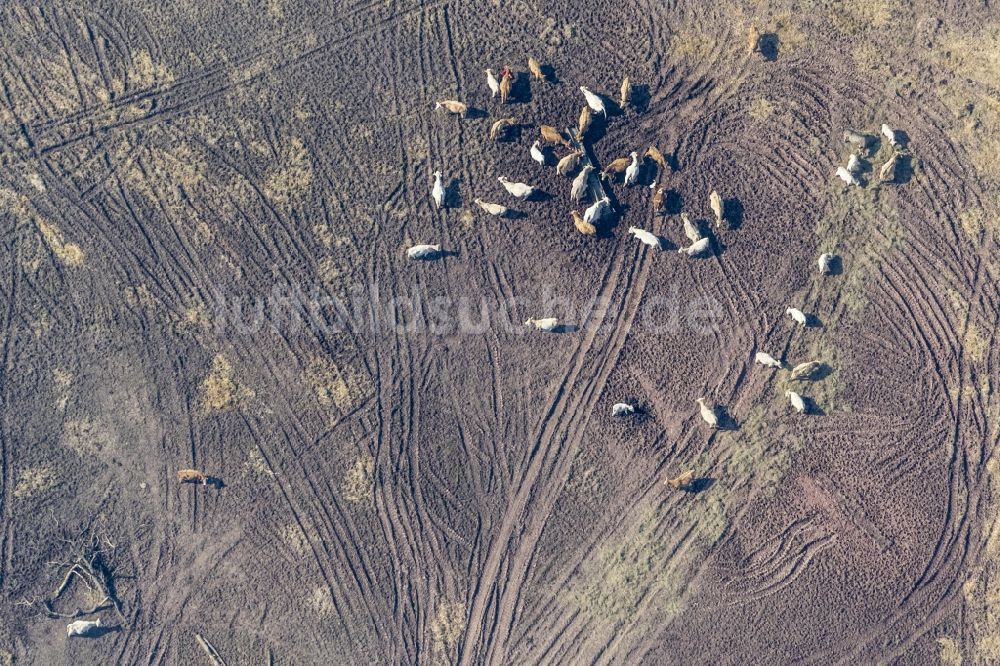 Aura von oben - Tierherde auf einem Feld in Aura im Bundesland Bayern