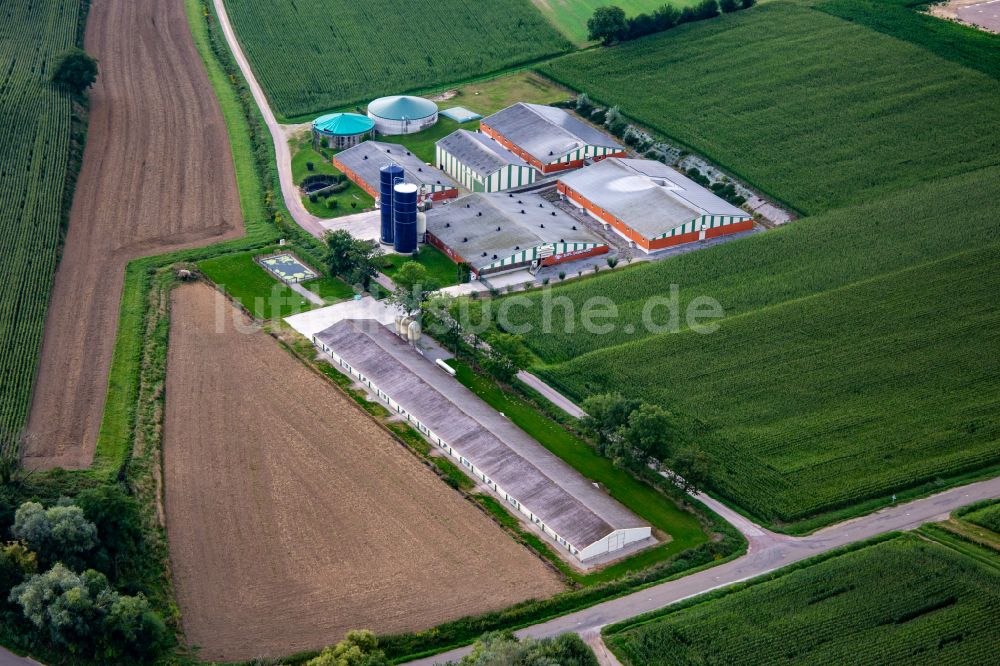 Trimbach von oben - Tierzucht- Stallanlagen zur Geflügelzucht mit Biogasanlage in Trimbach in Grand Est, Frankreich