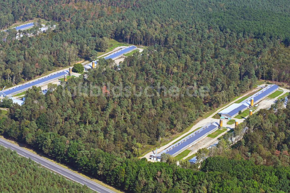 Ebersbach von oben - Tierzucht- Stallanlagen zur Geflügelzucht in einem Waldgebiet in Ebersbach im Bundesland Sachsen, Deutschland