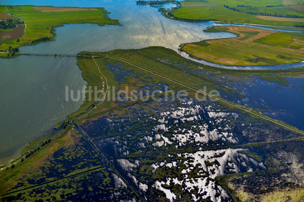 Buggenhagen von oben - Tümpel und Morast- Wasseroberfläche mit Bäumen und Vegetation in Buggenhagen im Bundesland Mecklenburg-Vorpommern, Deutschland